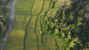 Aurélie KEA - DONA KEA